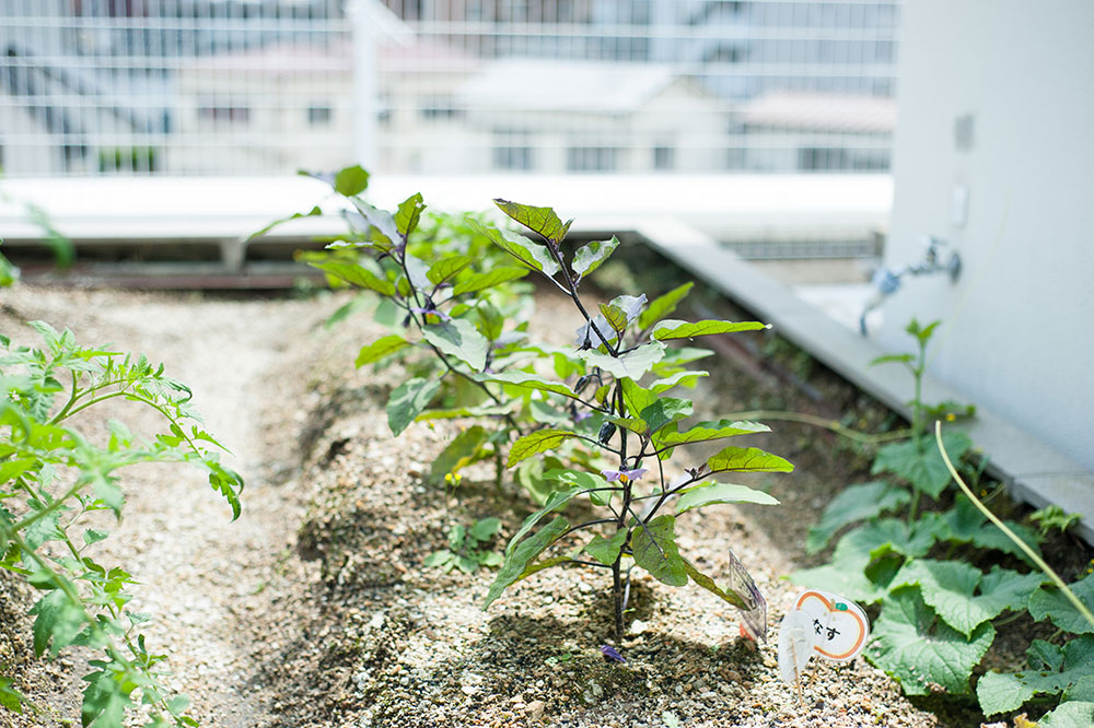 屋上菜園について